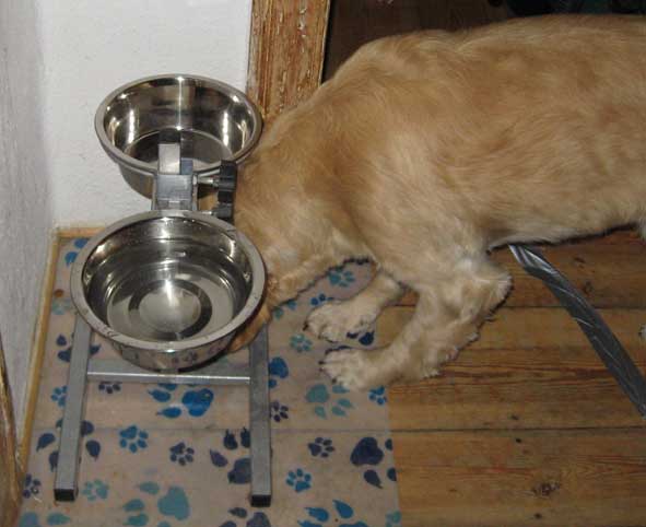Kochen für Hunde Behindertenbegleithundshacky2�s Blog